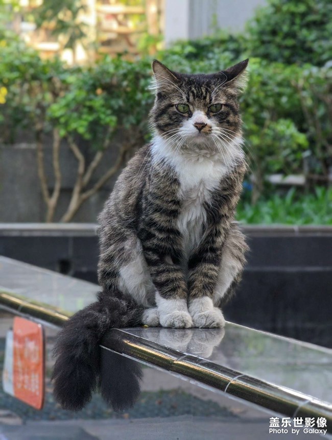 一本正經(jīng)的家伙