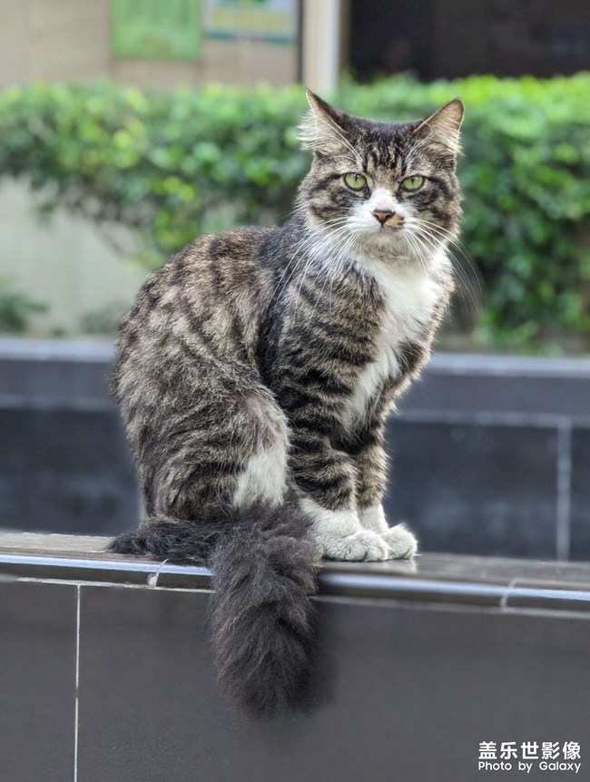 一本正經(jīng)的家伙