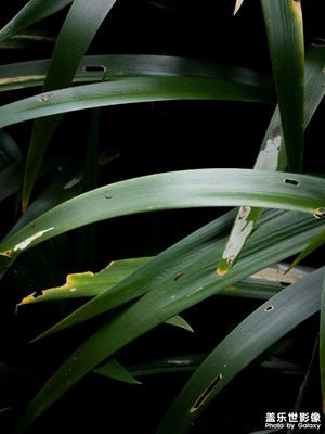 【人間三月】綠植