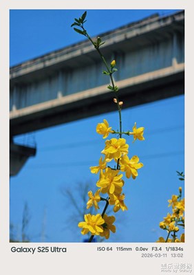 當高鐵穿過金色花海，春天在我心里發(fā)了芽