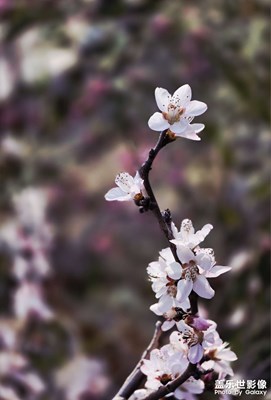 【人間三月】花一枝