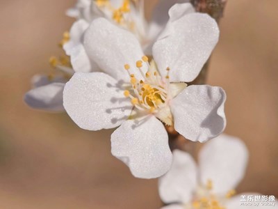 【春光里】+ 素雪凝春