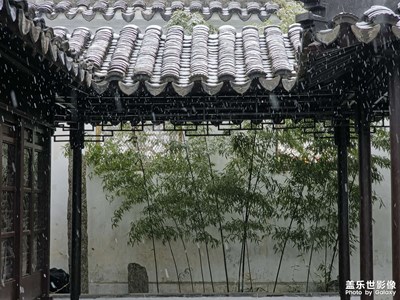 雪落青松，天地一白