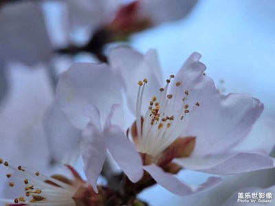 【Galaxy S25 Ultr】 春日限定，花開如詩