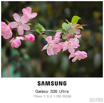 【鏡藏萬(wàn)象】+春花