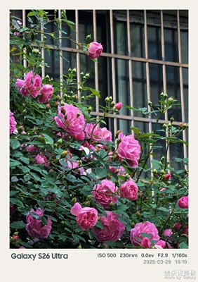 薔薇花開(kāi)時(shí)，溫柔漫過(guò)時(shí)光