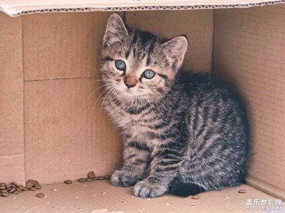 【鏡藏萬(wàn)象】+小貓咪