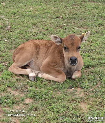 【細(xì)微之處】可愛的牛寶寶