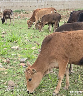 【細(xì)微之處】田園牧歌 B