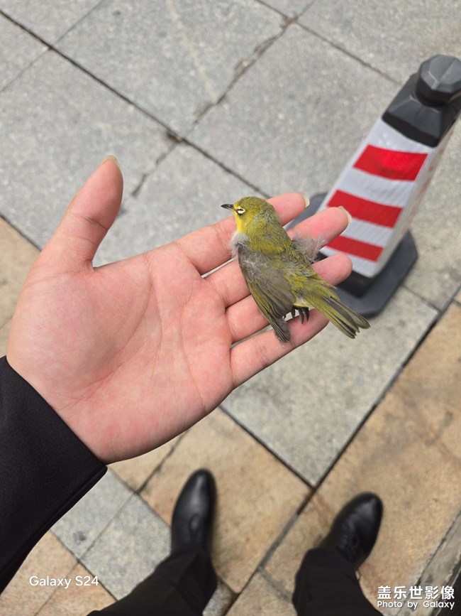 鳥