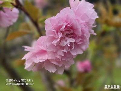櫻花