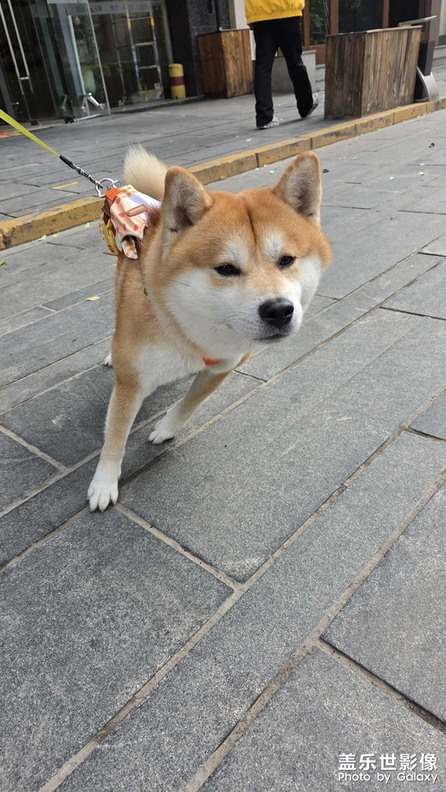 修夠