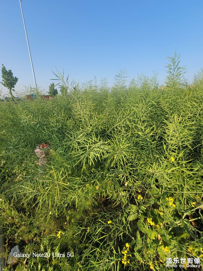 油菜成熟了