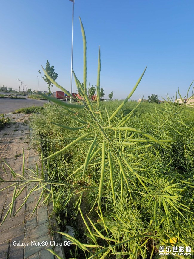 油菜成熟了