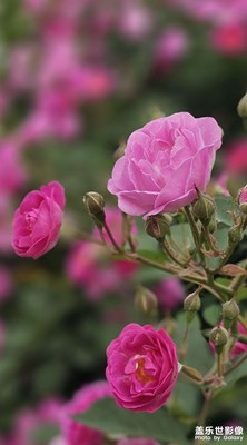 那些花兒