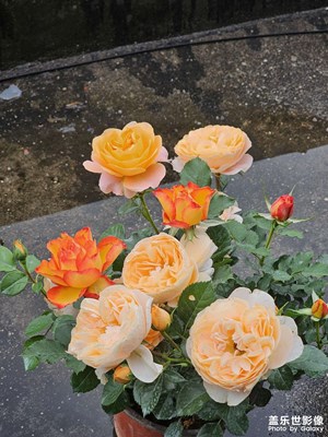 花開富貴