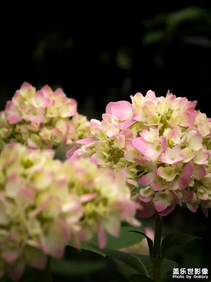 【初夏拾光】繡球花