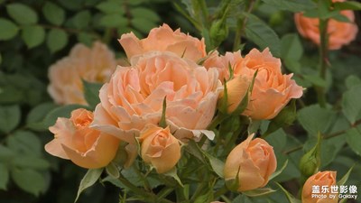 【初夏拾光】聞香拾趣