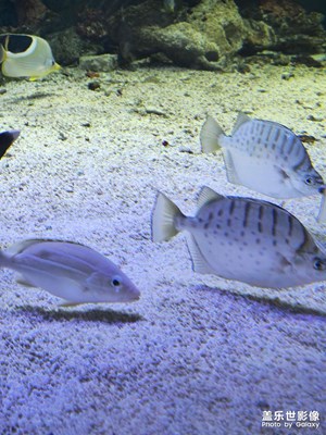 【光影留痕】 小魚(yú)??兒