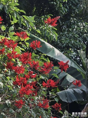 一樹赤焰紅，讓這個(gè)夏天充滿期待