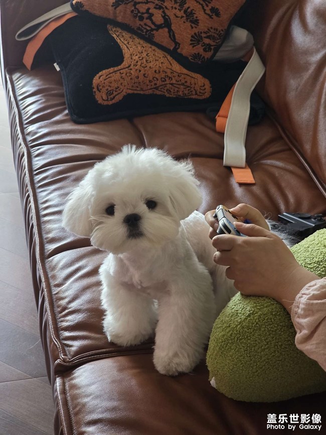 小狗
