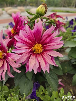 【人間五月天】+花花草草貓貓