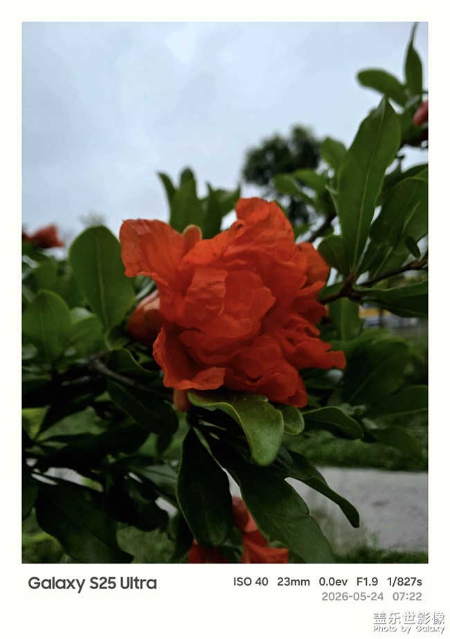 不知道這個是什么花??