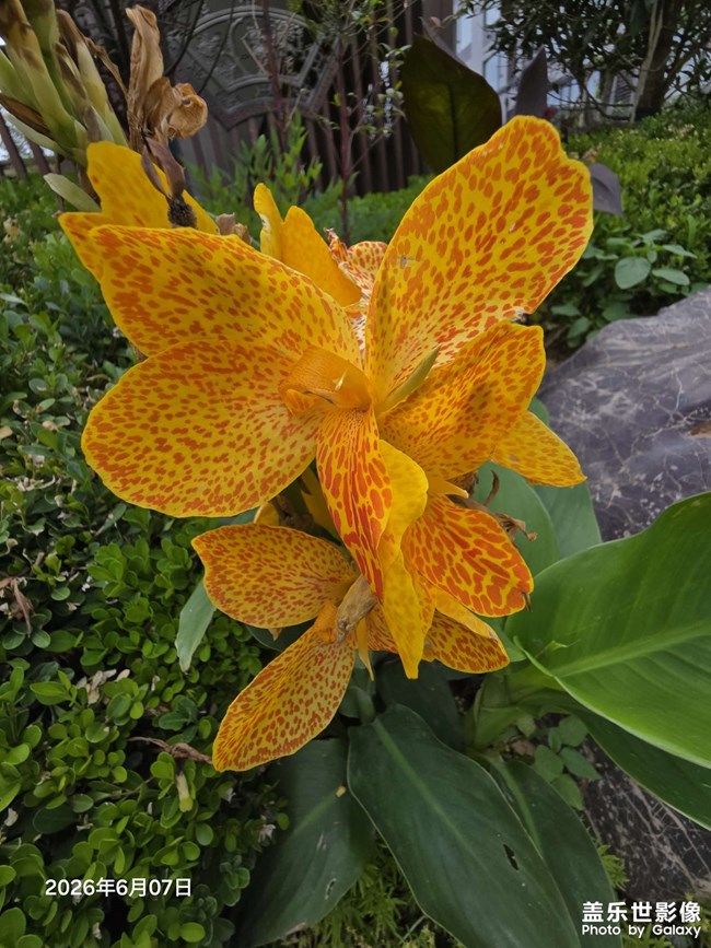 花