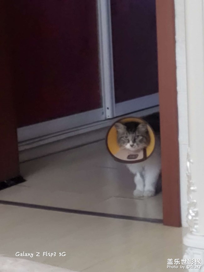 喵