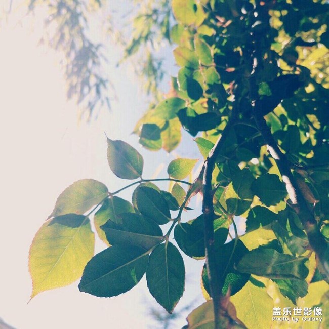 治愈的黃色系