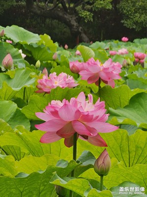 【六月集萃】陳家山荷花公園
