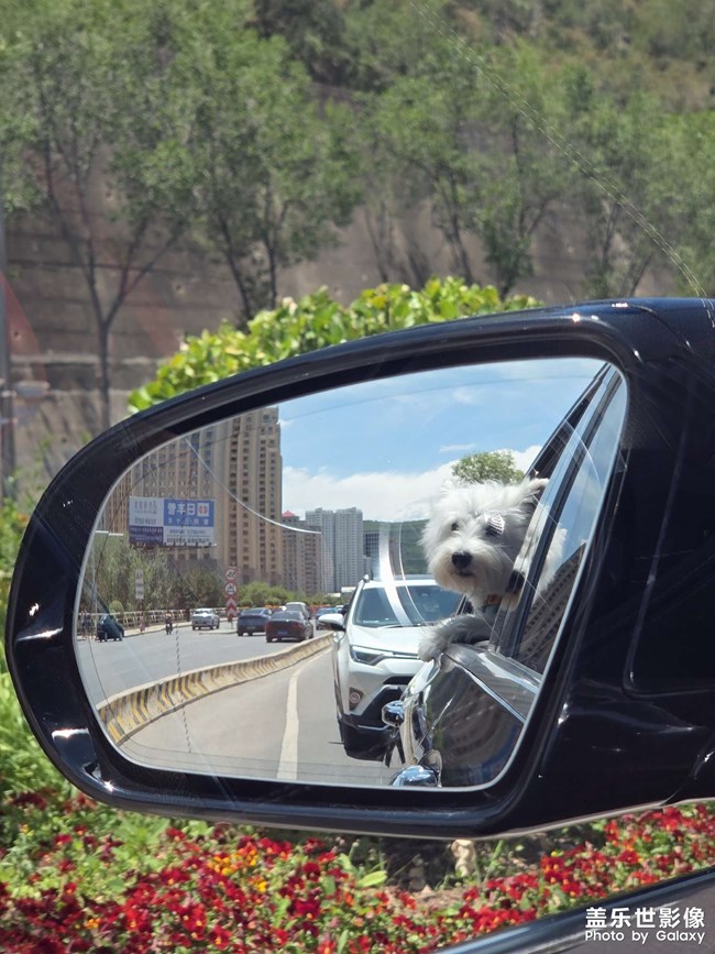 狗狗愛兜風(fēng)