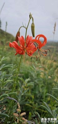 又見山丹花