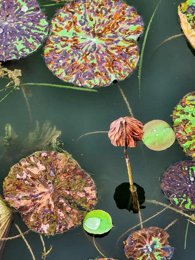 【天下秋】 今年四川入秋的很顺利
