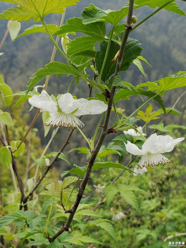 山上的树莓花