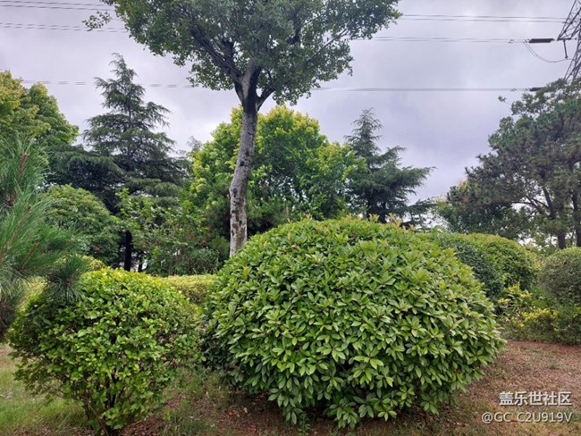 小白的拍照,请大家欣赏下,谢谢 - 盖乐世社区 - 三星手机官方粉丝论坛