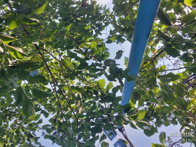 小白的拍照,请大家欣赏下,谢谢 - 盖乐世社区 - 三星手机官方粉丝论坛