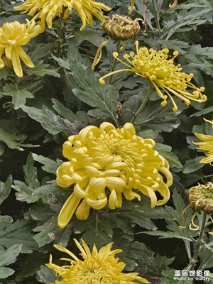 【秋尾拾光】+金秋正是賞菊的時(shí)候