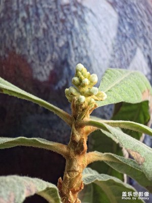 枇杷準(zhǔn)備開花了